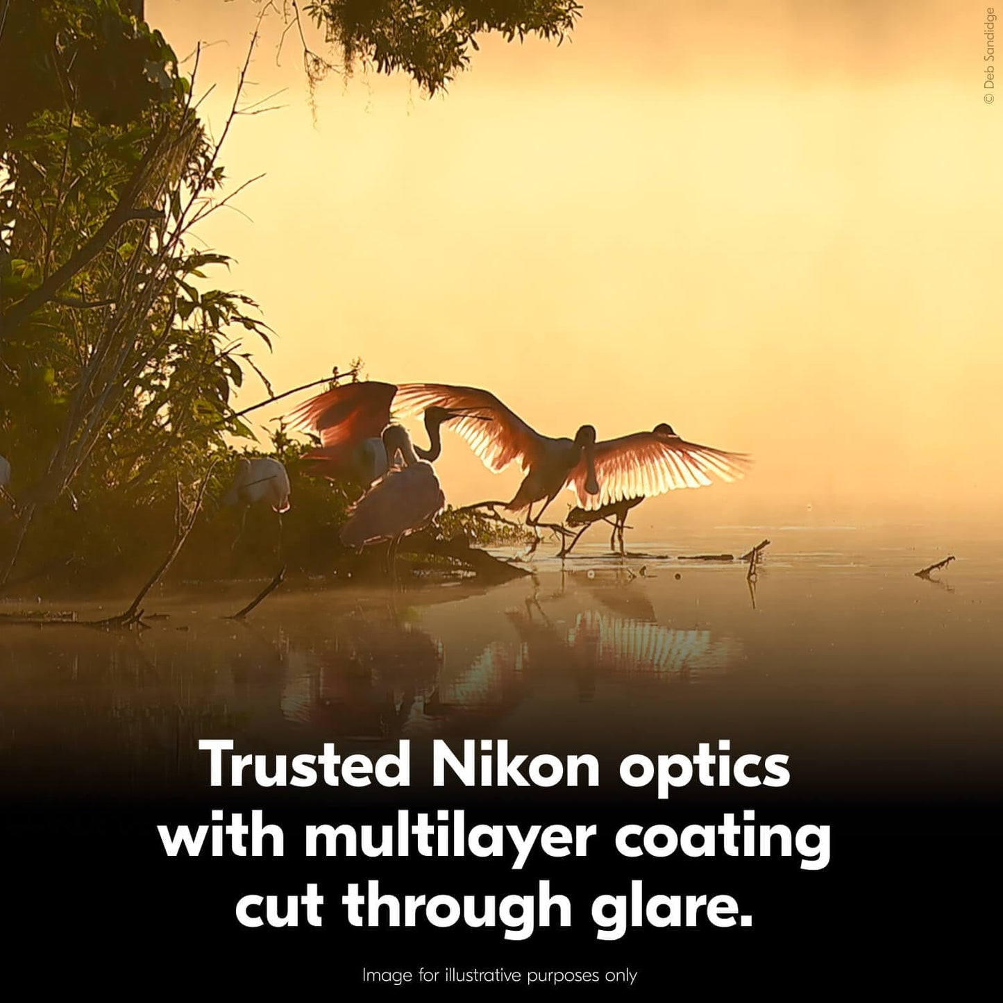 Nikon Action 16x50 Binocular | High-Power Large Objective Binoculars with Multilayer-Coated Nikon Optics, Turn-and-Slide Adjustable eyecups and Tripod-Ready Porro-Prism Design